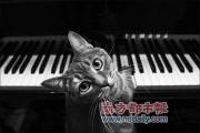 美国5岁小猫痴迷弹奏钢琴走红网络