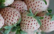 英国出售新奇水果 外形像草莓味道像菠萝