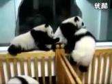 超囧超可爱--熊猫宝宝打群架，有没有人管啊？？？