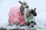 好幸福的羊羊~英国羊羔穿羊毛外套抵御严寒
