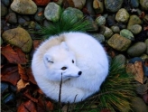 Сʤˣ̫ɰˣ